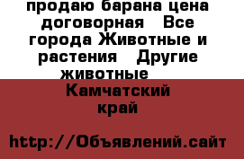 продаю барана цена договорная - Все города Животные и растения » Другие животные   . Камчатский край